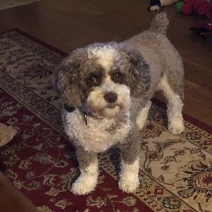 Meet your Posher, Patricia